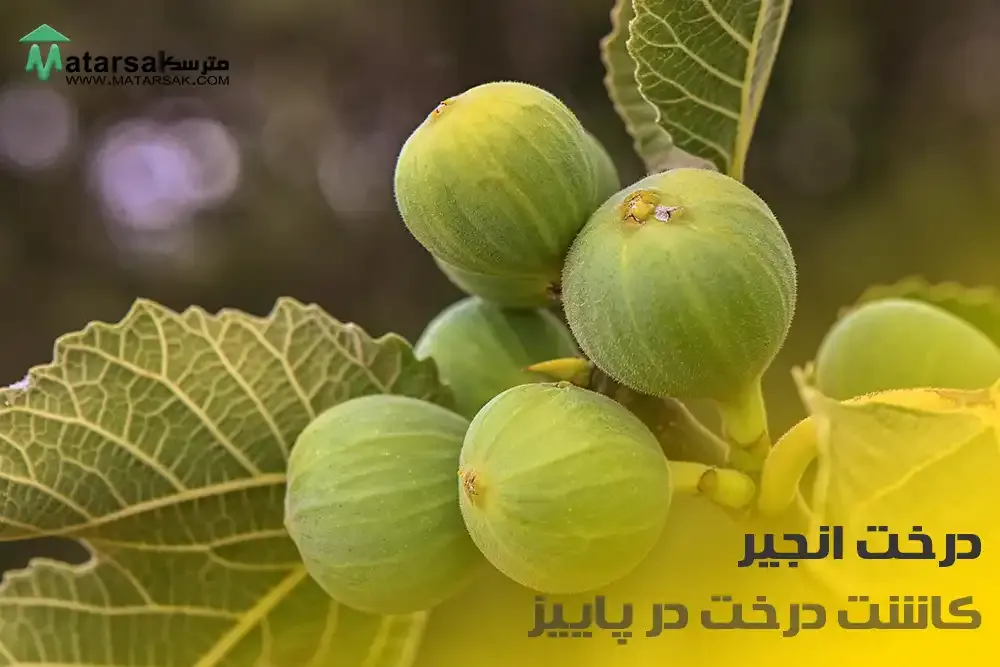 درخت
