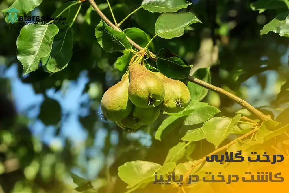 درخت