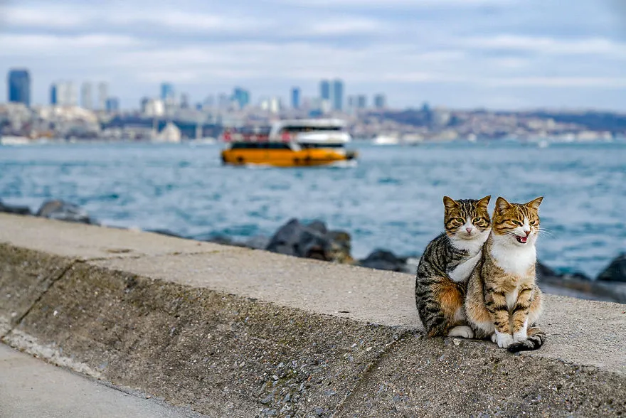 Cats in Istanbul