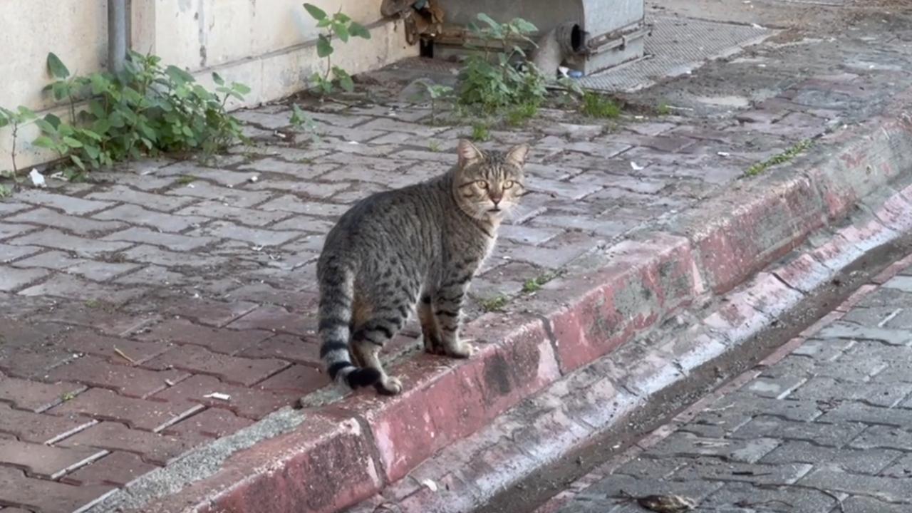 kedi 2306084