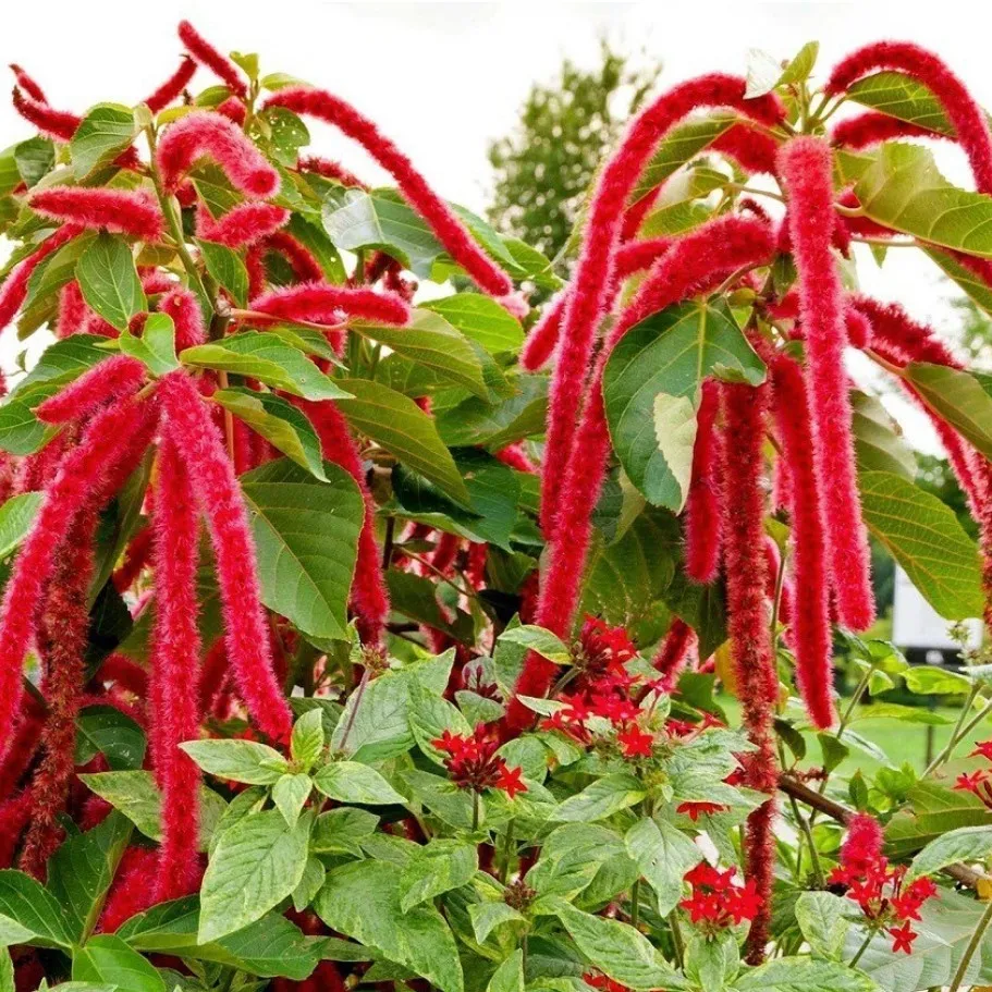 گیاهان اپارتمانی