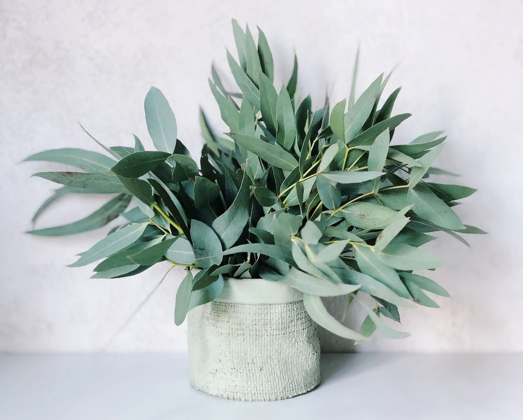 گیاهان آپارتمانی