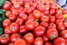گوجه