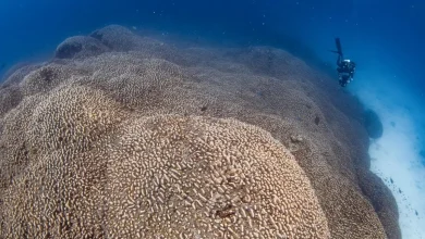 بزرگترین مرجان دریایی جهان فیلم