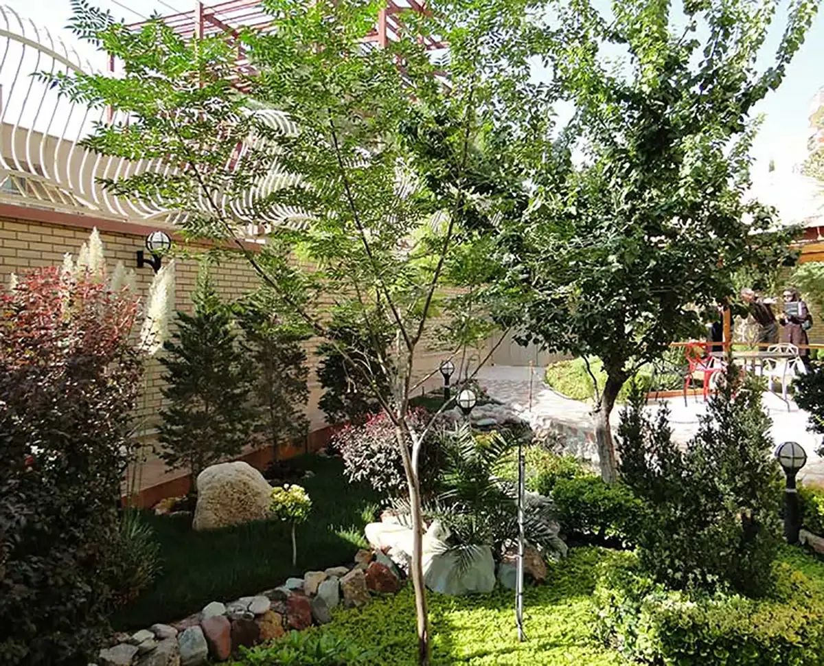 درخت میوه