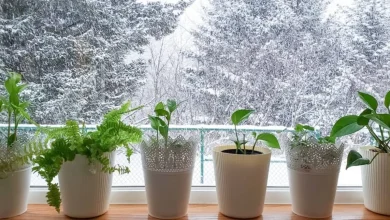 ترفندهای مراقبت از گیاهان خانگی در زمستان 1