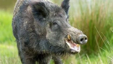 حمله وحشتناک گراز وحشی به یک زن و کودک فیلم