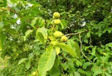 بهترین کود برای رشد نعناع