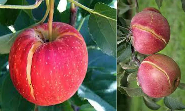 ترکیدگی میوه