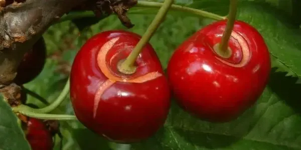 ترکیدگی میوه