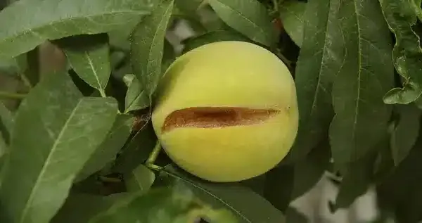 ترکیدگی میوه