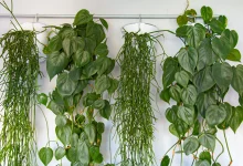 گیاهان اپارتمانی