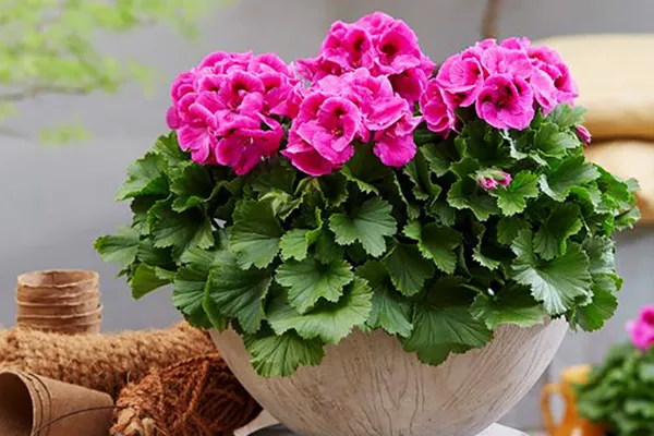 گیاهان آپارتمانی