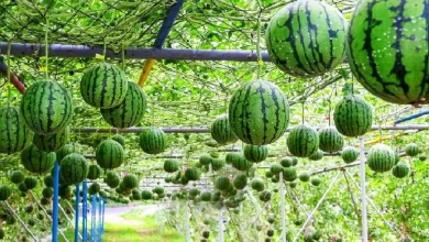 فرآیند دیدنی کاشت هندوانه با کمک فناوری در ژاپن