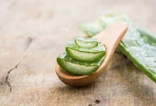 نگهداری گیاه آلوئه‌ورا