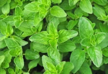 دردهای آرتروزی