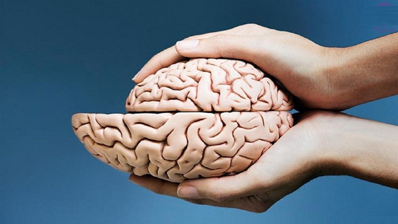 چه عواملی باعث کم شدن حجم مغز می‌شود؟