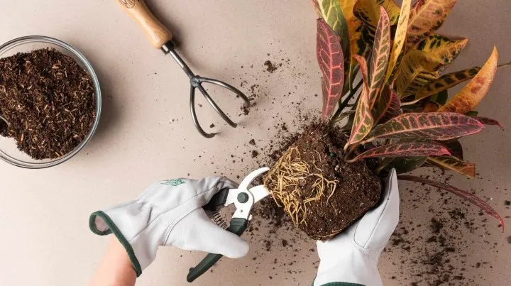 تنگ بودن گلدان