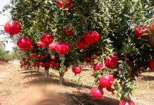 کوددهی انار