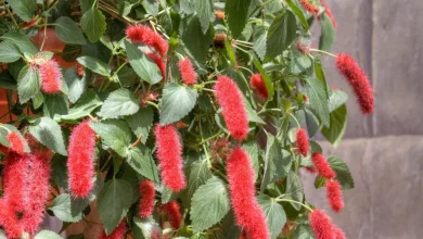 گلی زیبا که برای داخل حمام مناسب است 1