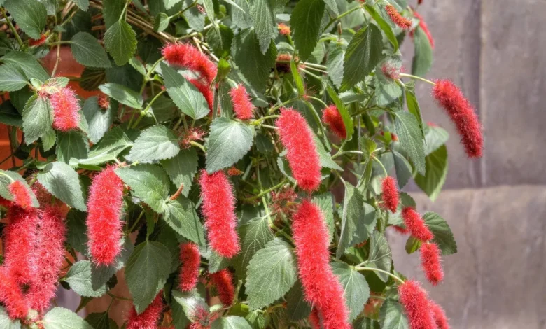 گل‌ آکالیفا