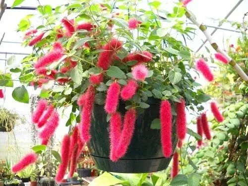 گل‌ آکالیفا