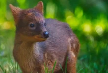 جسد مارادونا