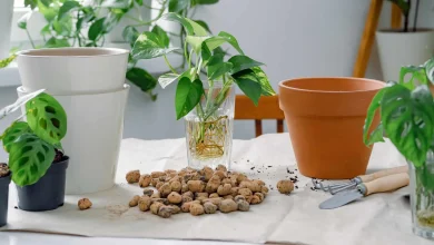 گیاه پتوس