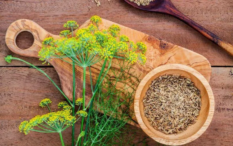 ۱۲ داروی گیاهی برای کشتن میکروب معده1