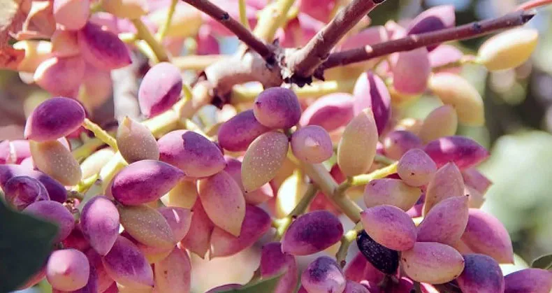 آبیاری نهال پسته1