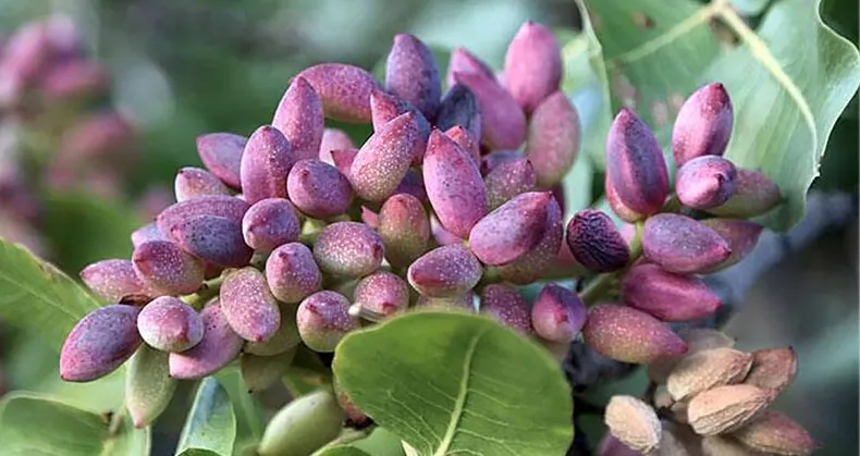 آبیاری نهال پسته2