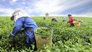 برداشت چای ترش