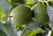 مشکلات گوارشی