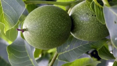 برگ گردو
