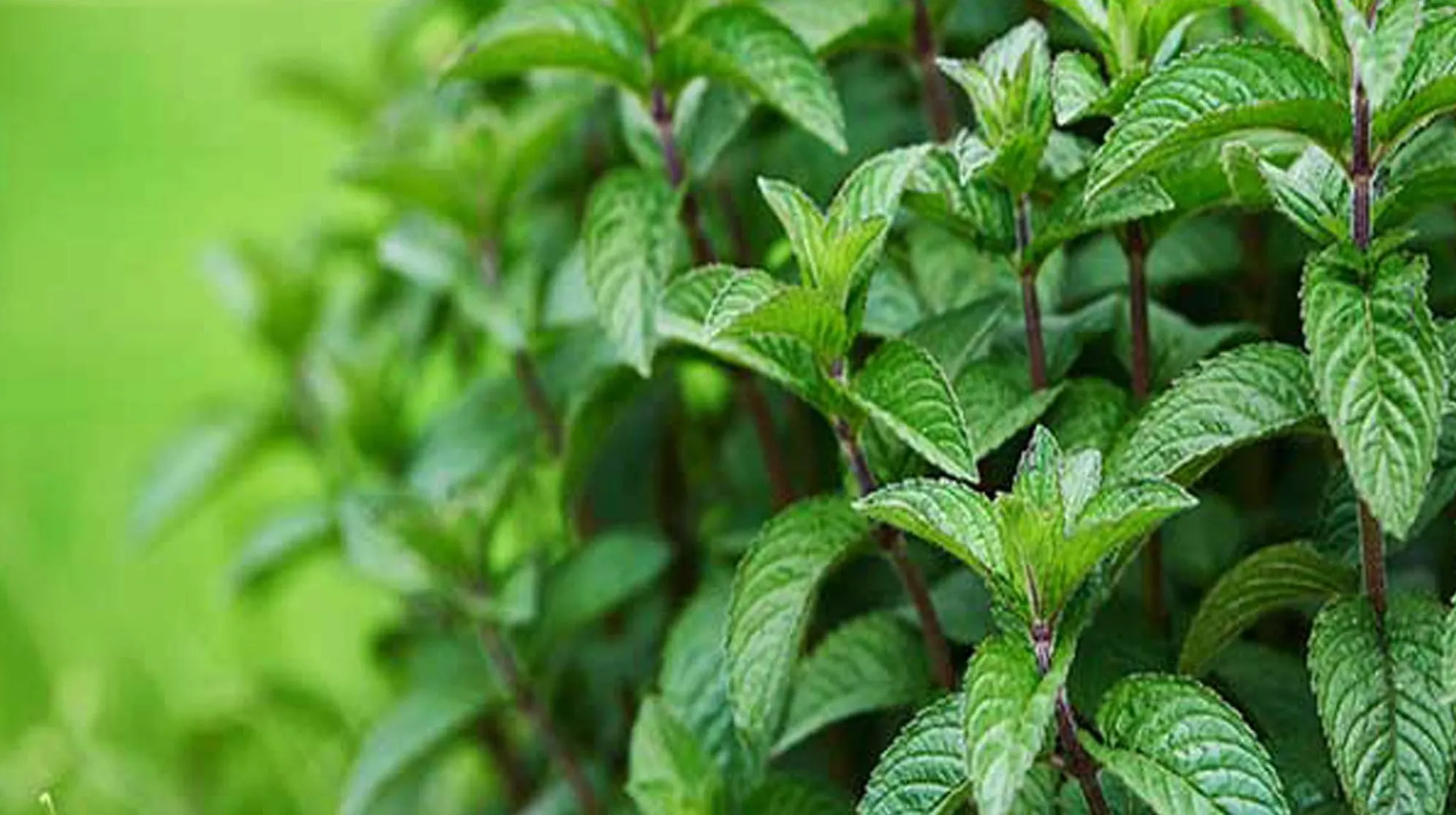 بهترین گیاهان برای کنترل سرفه و تسکین گلودرد 2 بهترین گیاهان برای کنترل سرفه و تسکین گلودرد1