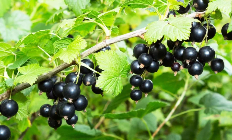 تاثیر معجزه آسای آقطی سیاه