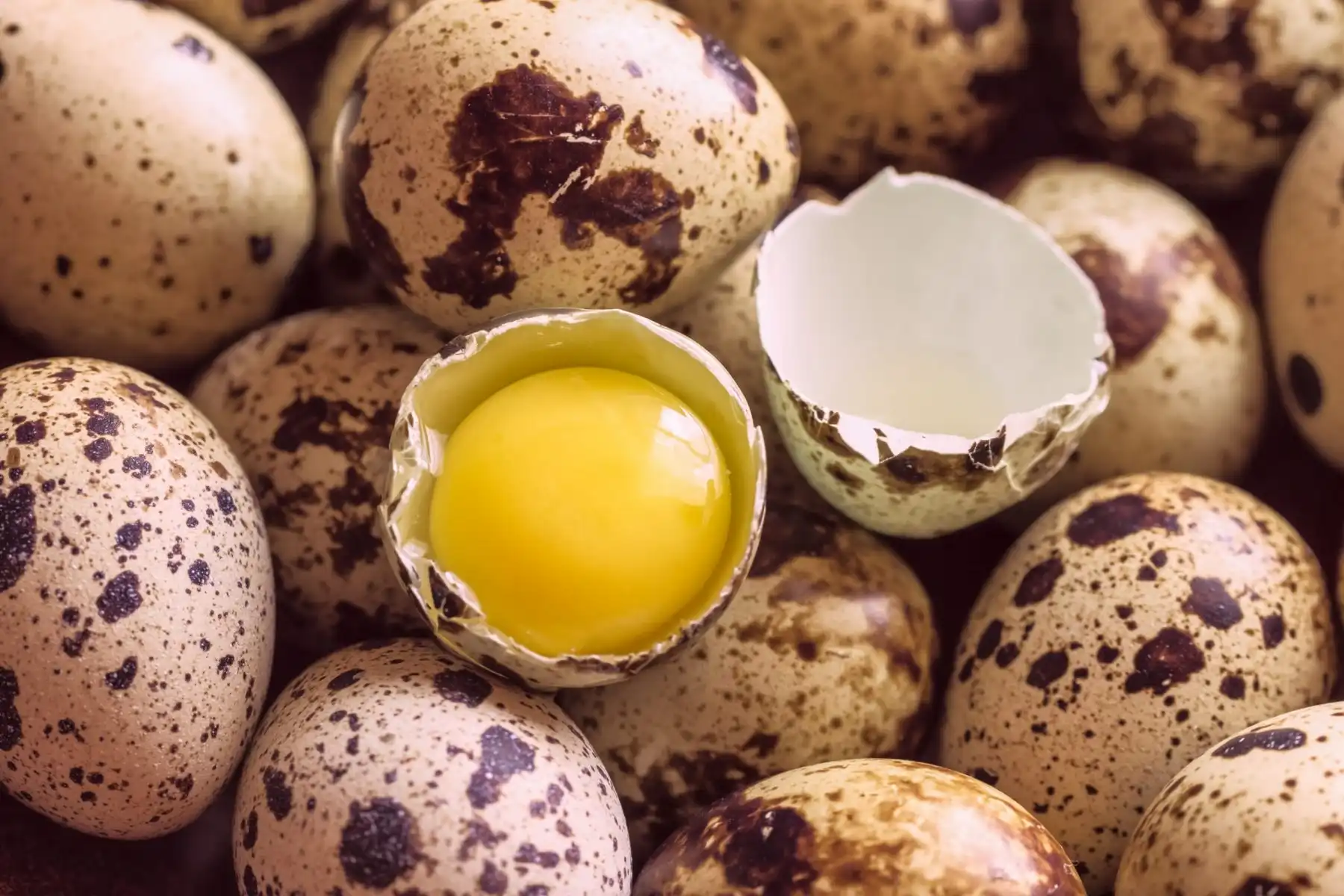 تخم بلدرچین برای کودکان