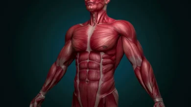 توده عضلانی و استخوانی