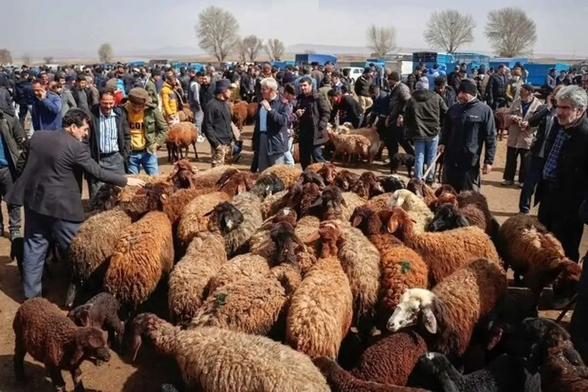 دام‌ زنده