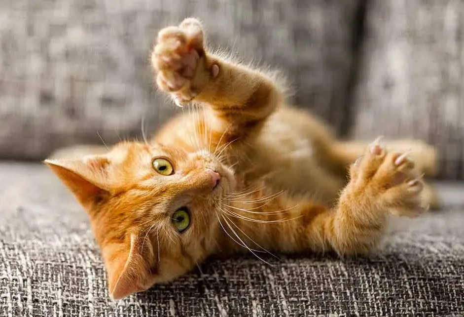 راز گربه‌ های نارنجی پس از ۱۱۰ سال کشف شد