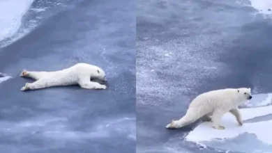 عبور هوشمندانه خرس‌ های قطبی از روی یخ های نازک