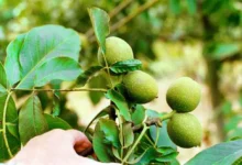 پیوند و اصلاح درخت گردو