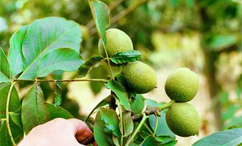 عمر درخت گردو