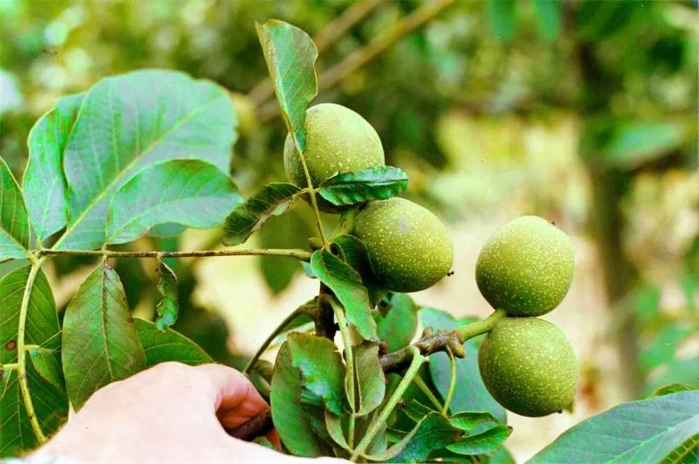 عمر درخت گردو چقدر است و چگونه می‌توان آن را افزایش داد؟