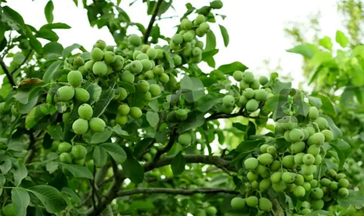 عمر درخت گردو