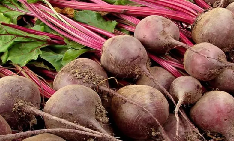 کاشت لبو