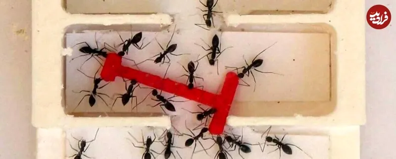 معمایی که مورچه‌ ها بهتر از انسان‌ ها آن را حل کردند