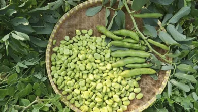 کاشت باقلا سبز در فصل سرما