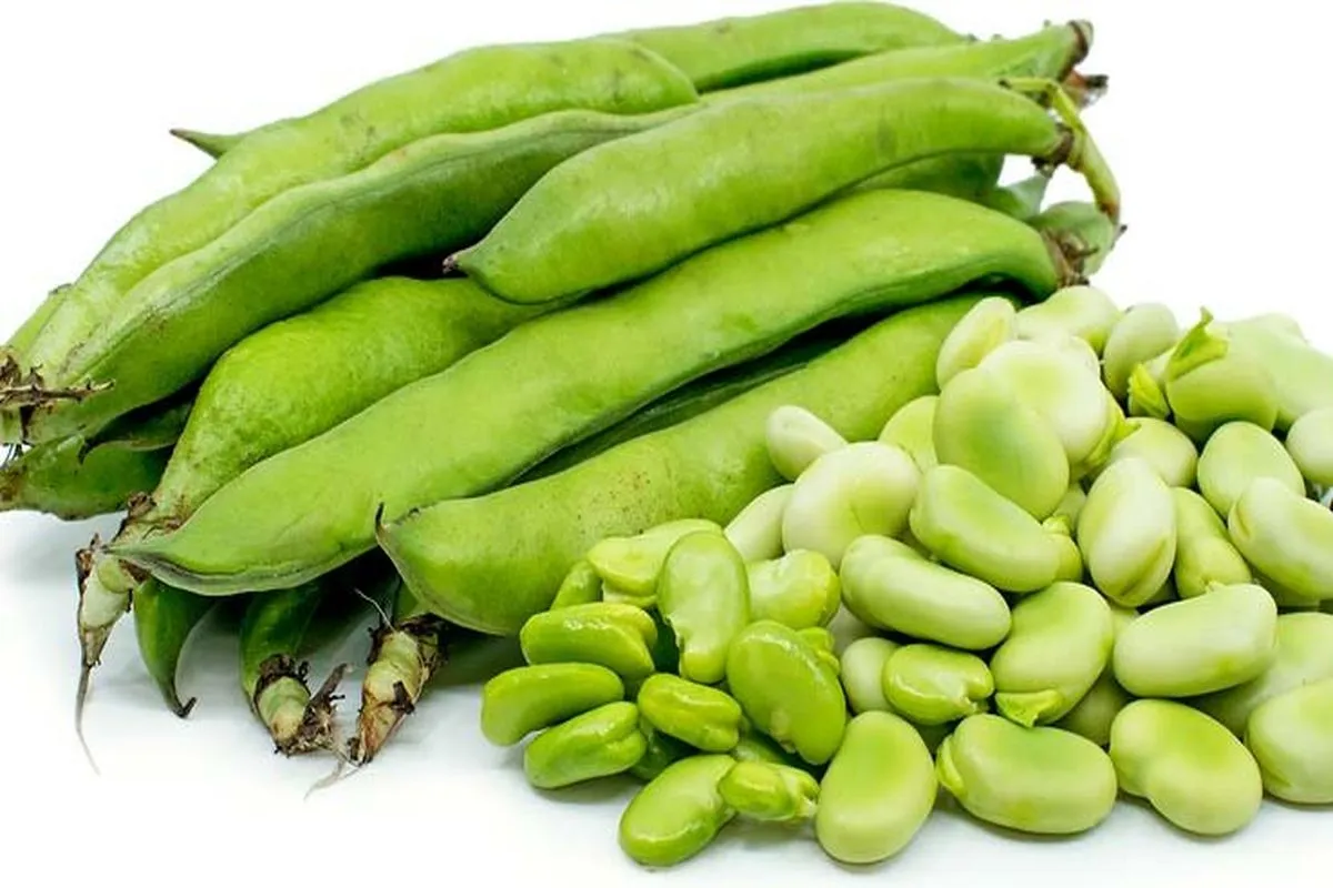 کاشت باقلا سبز