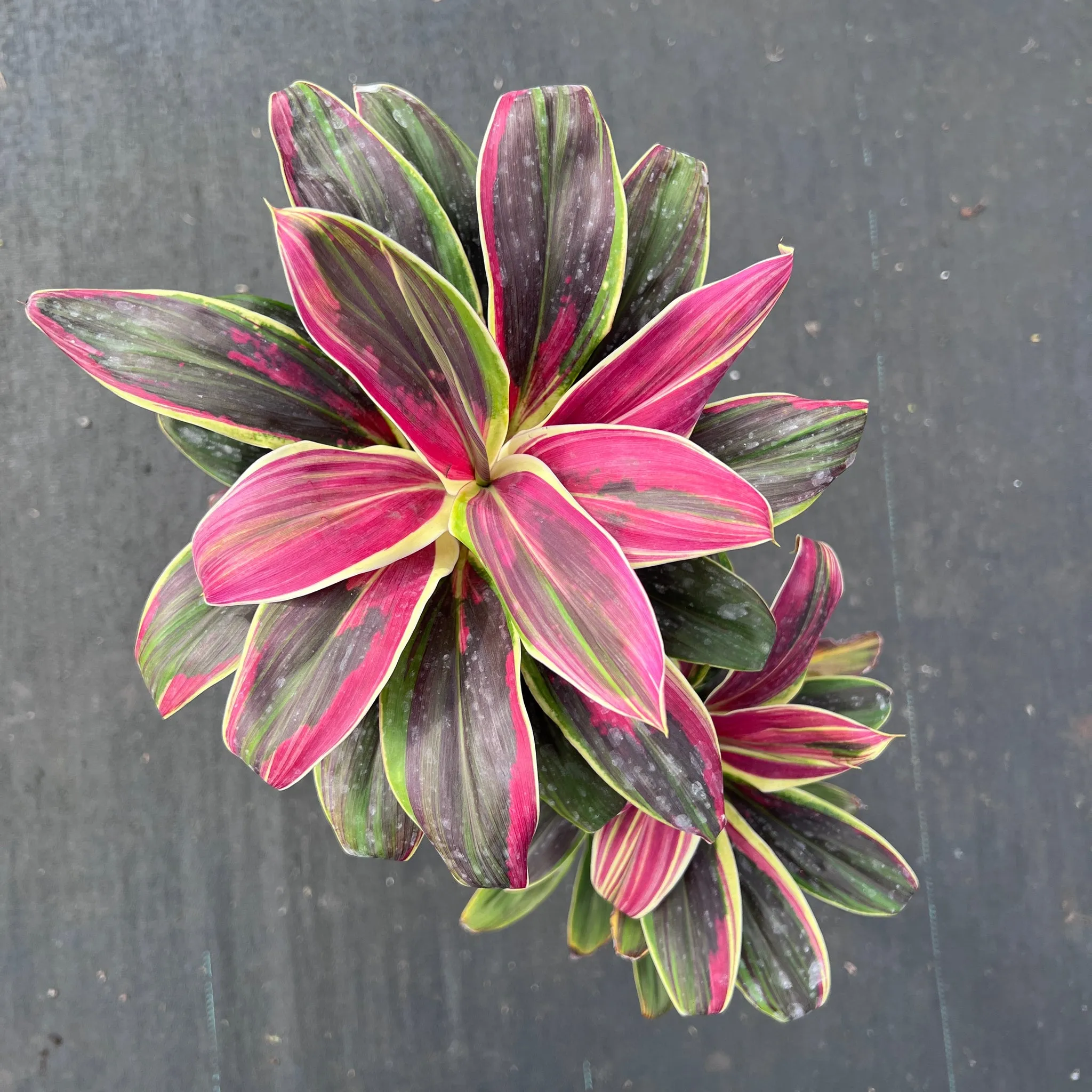 گیاه اژدهای آتشین